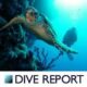 dive report